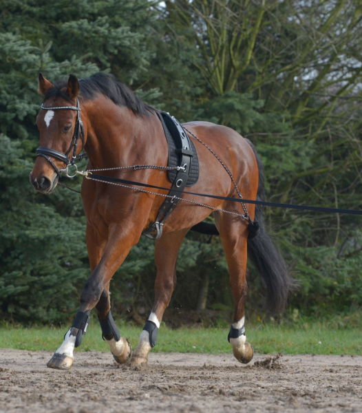 SISTEMA DE ADIESTRAMIENTO CON RAMAL WALDHAUSEN